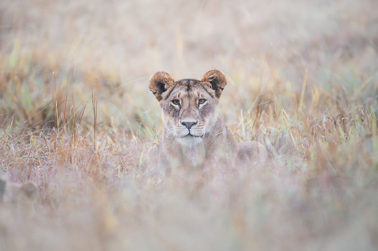 Wildlife Photography Advanced Techniques Talk