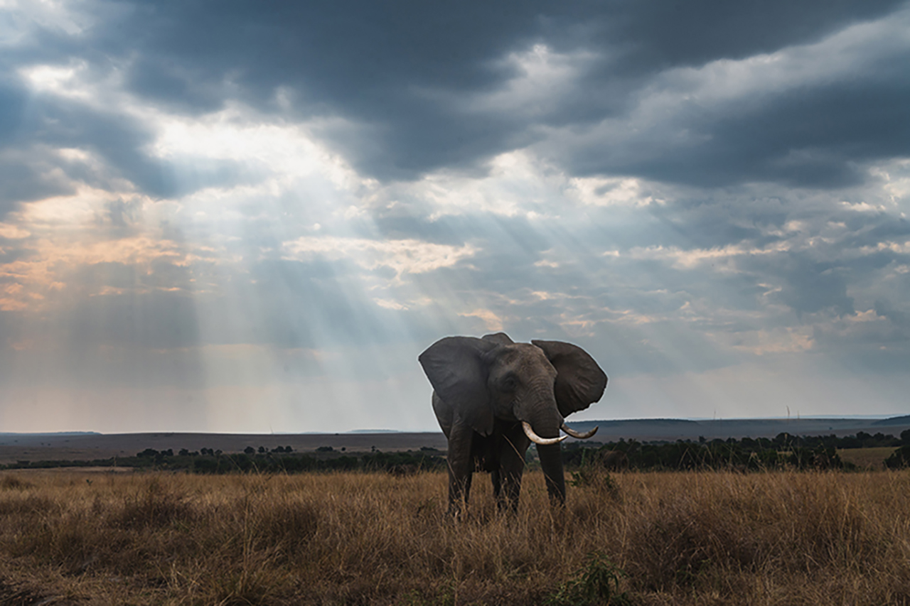 Wildlife Photography Advanced Techniques Talk
