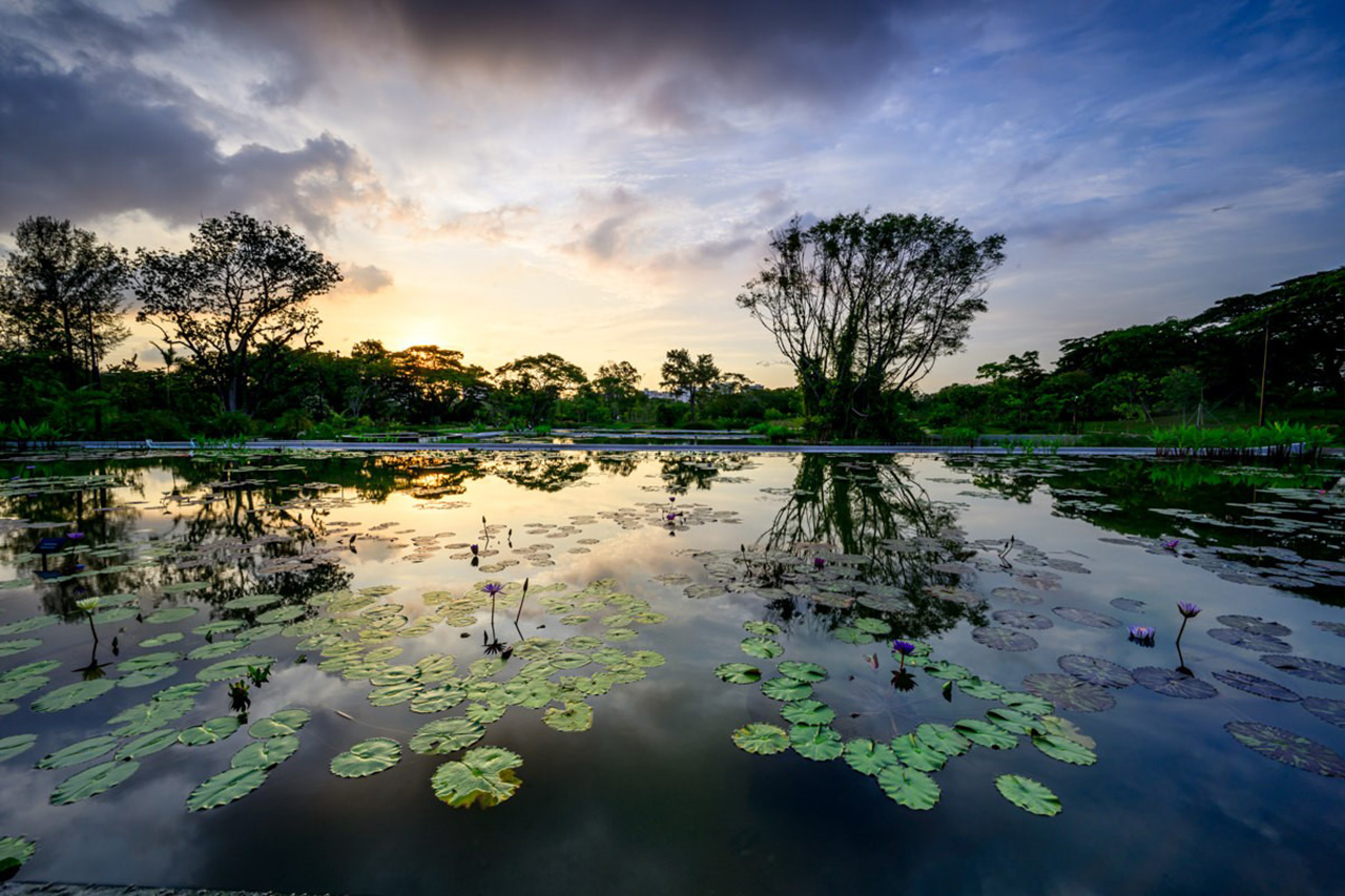 Landscape Photography at Jurong Lake Garden
