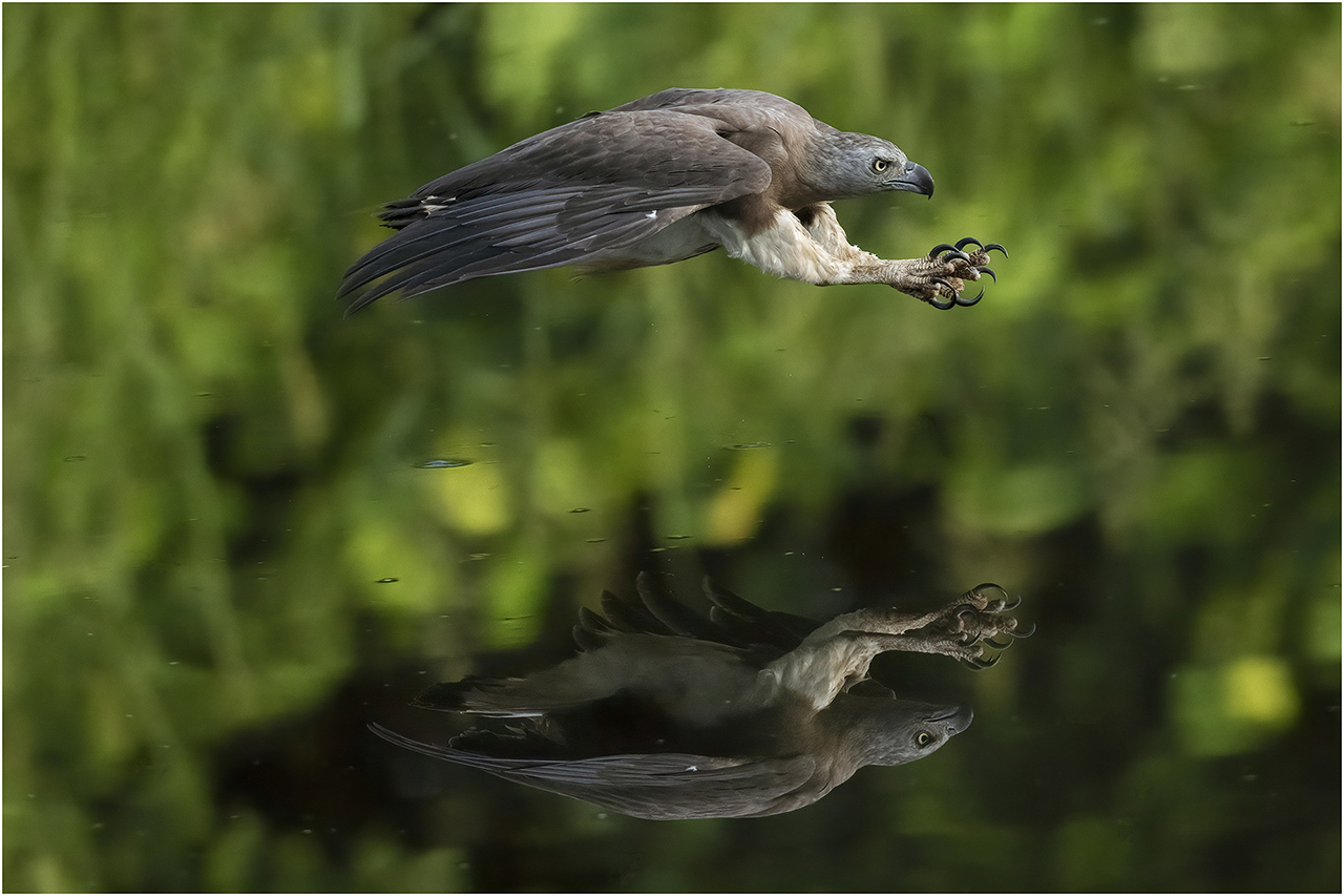 The Thrill of the Chase: Action Photography