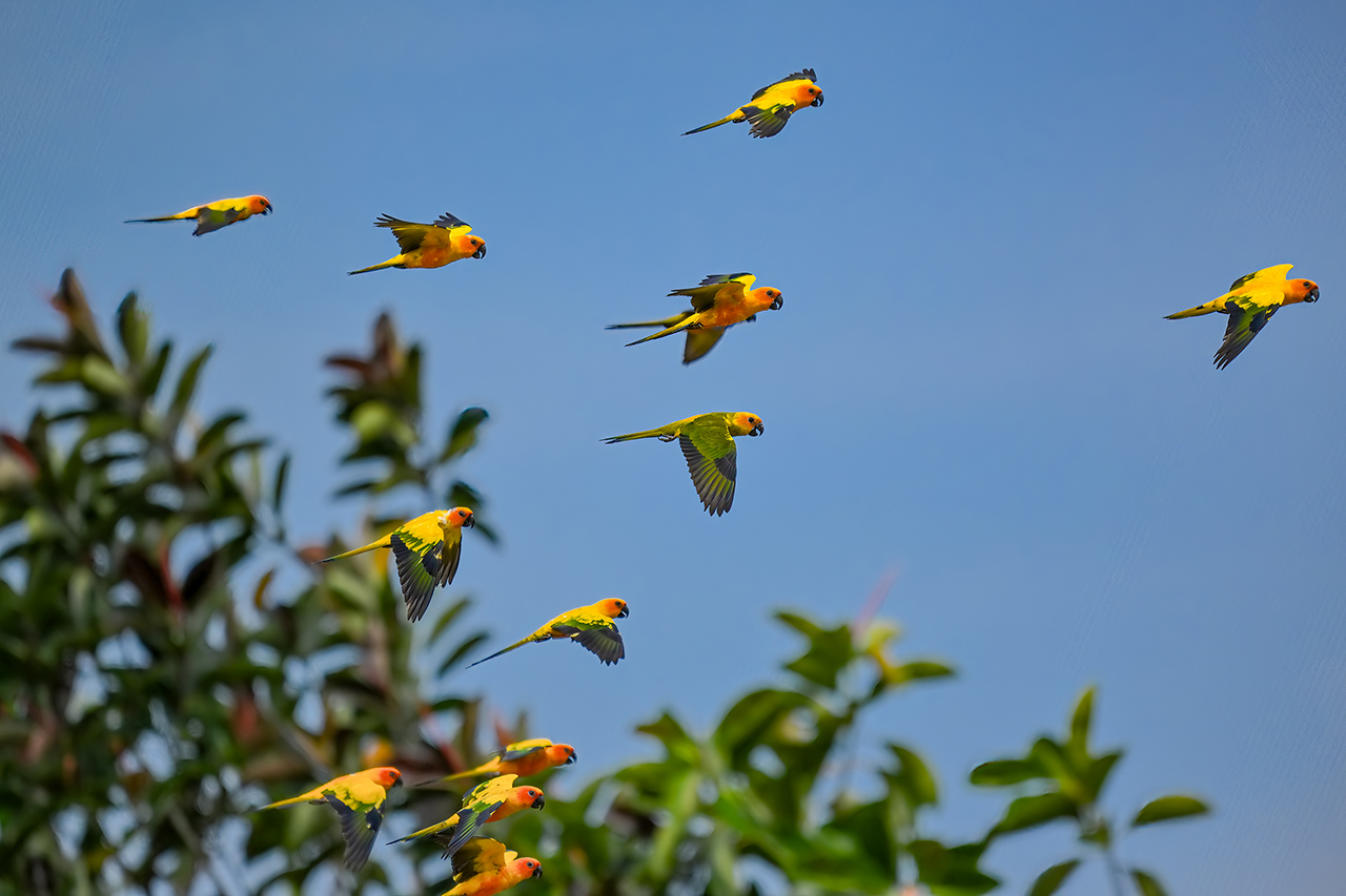 Bird Paradise Day Out