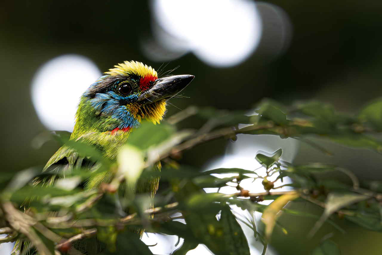 Bird Paradise Day Out