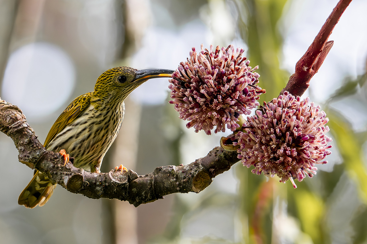Bird Paradise Day Out