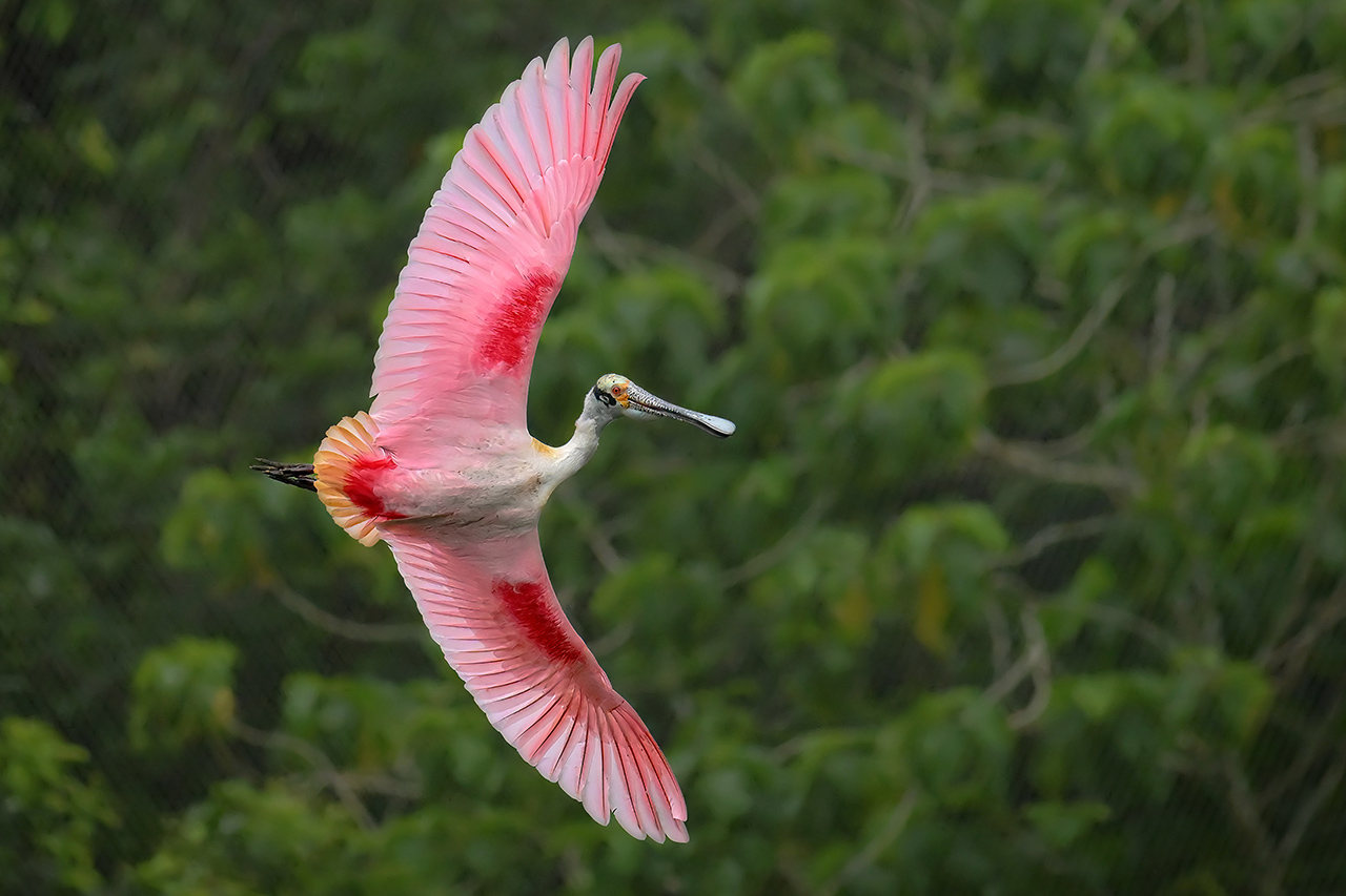 Bird Paradise Day Out