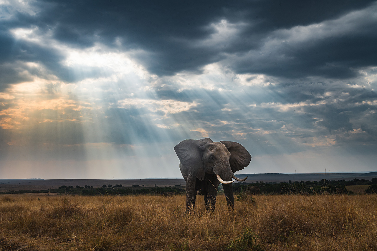 Basics of Wildlife Videography