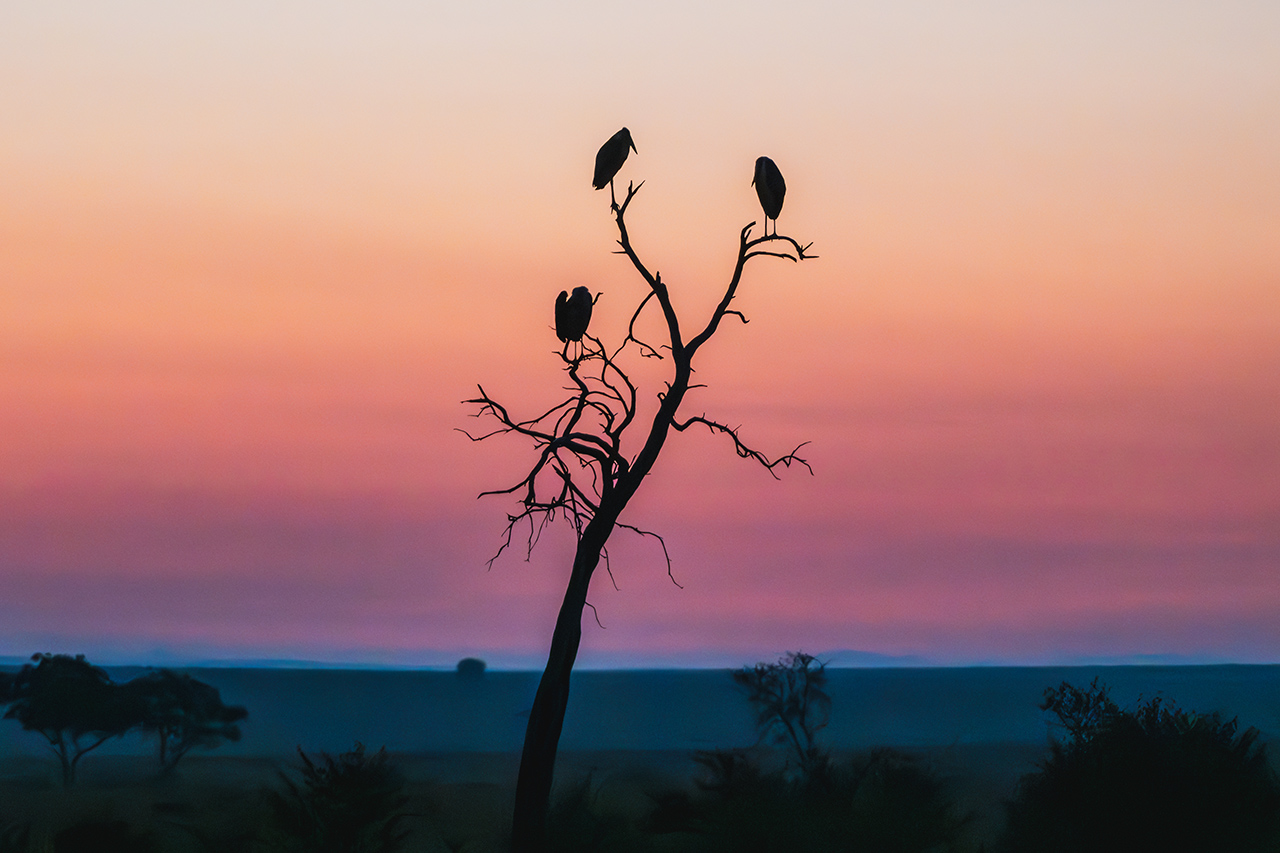 Basics of Wildlife Videography
