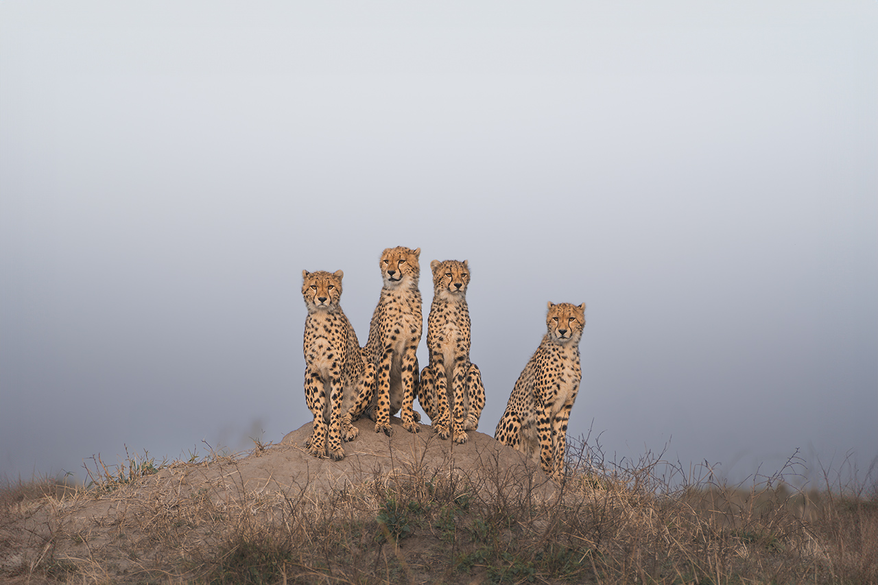 Basics of Wildlife Videography