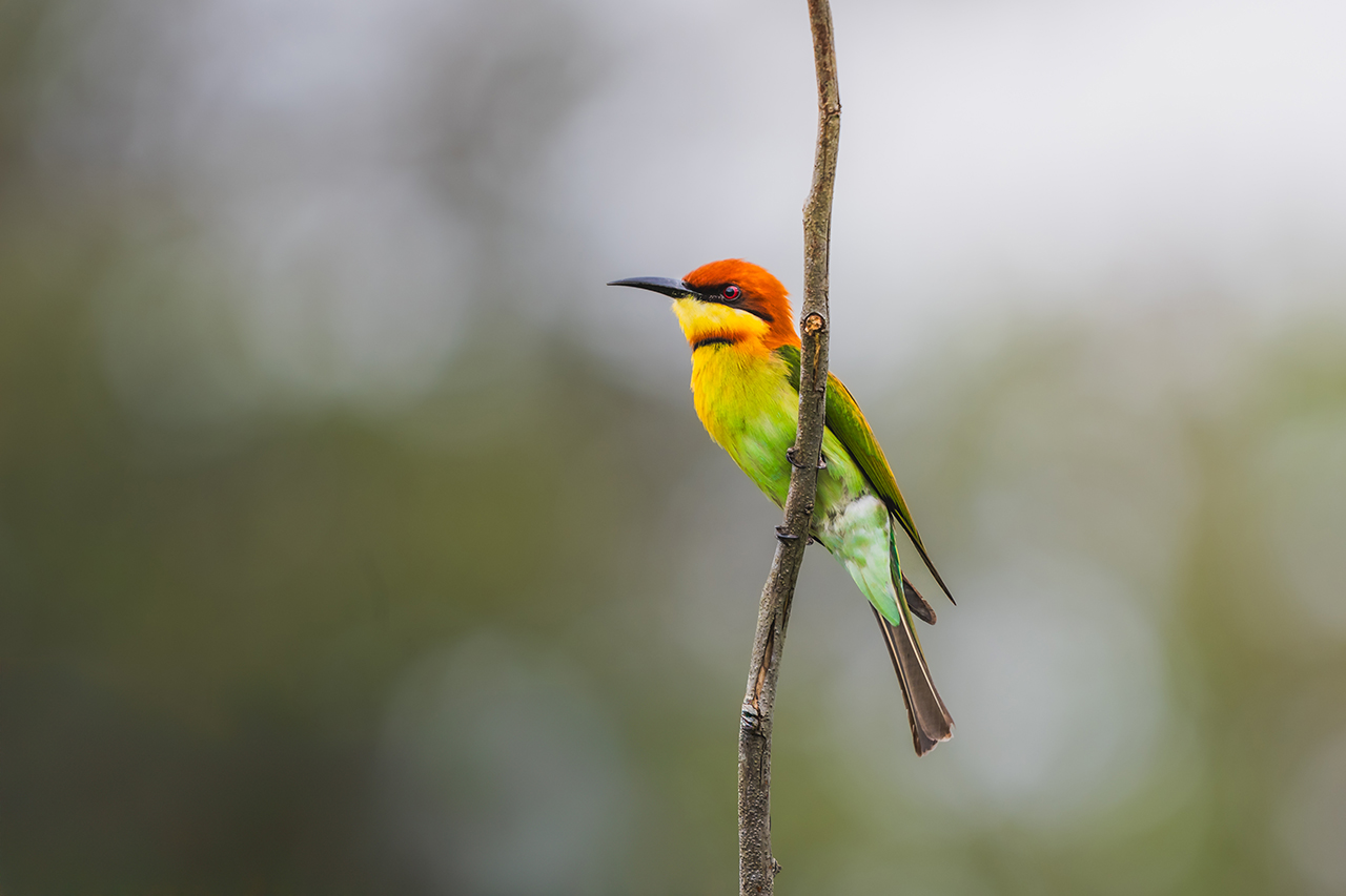 Basics of Wildlife Videography