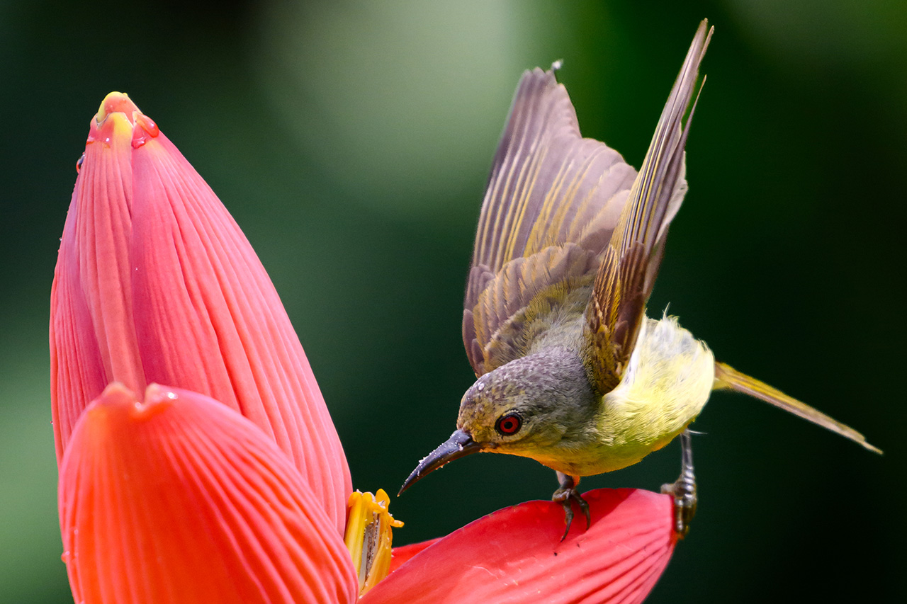 Chasing Feathers with Jason (UNESCO World Heritage Site Edition)