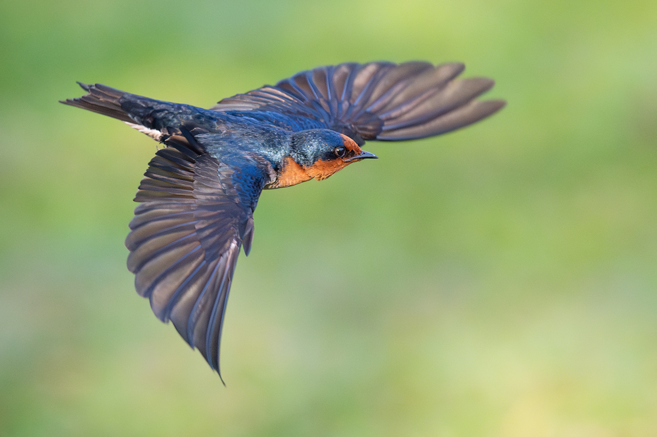 Chasing Feathers with Jason (UNESCO World Heritage Site Edition)