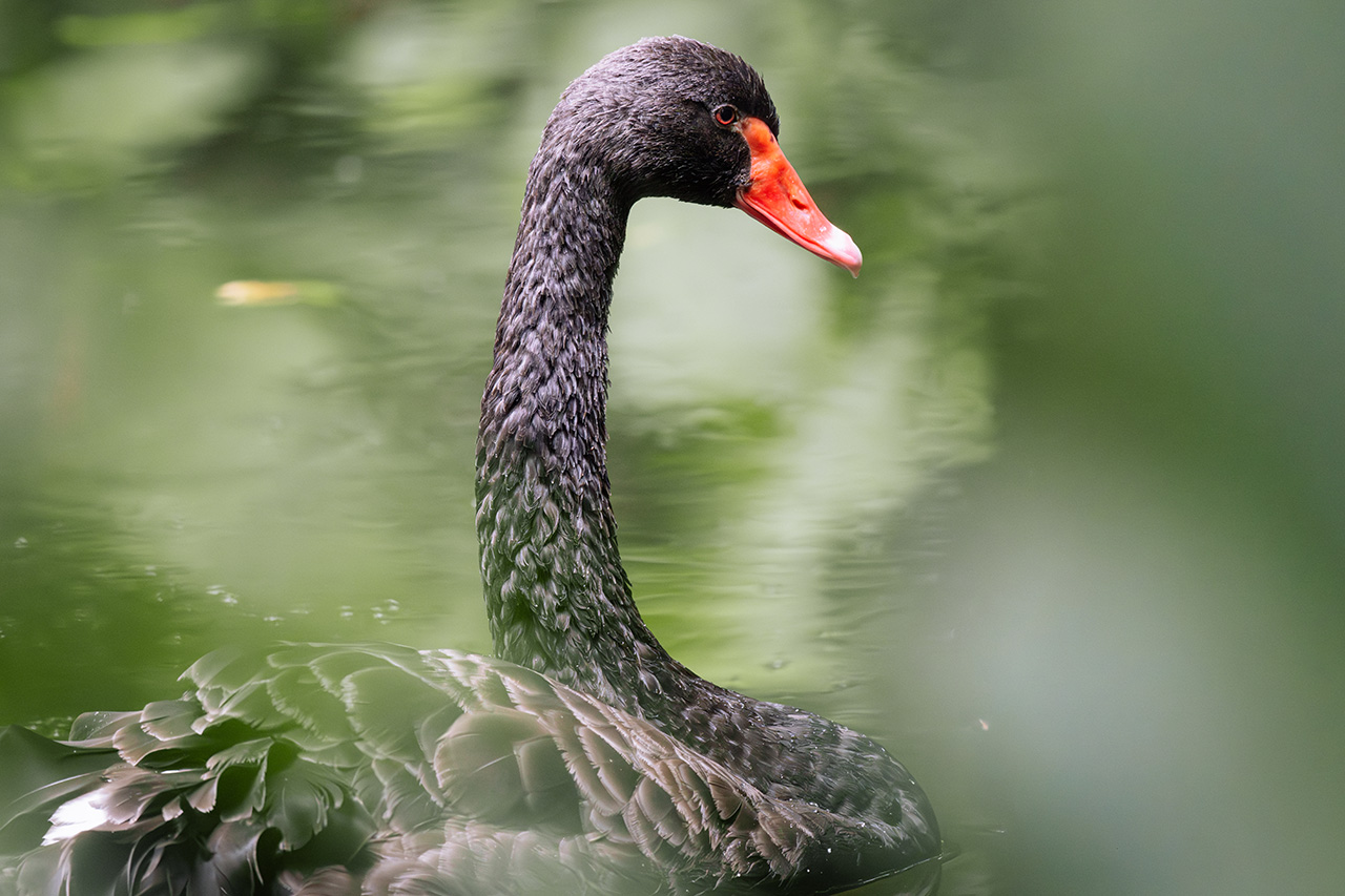 Chasing Feathers with Jason (UNESCO World Heritage Site Edition)