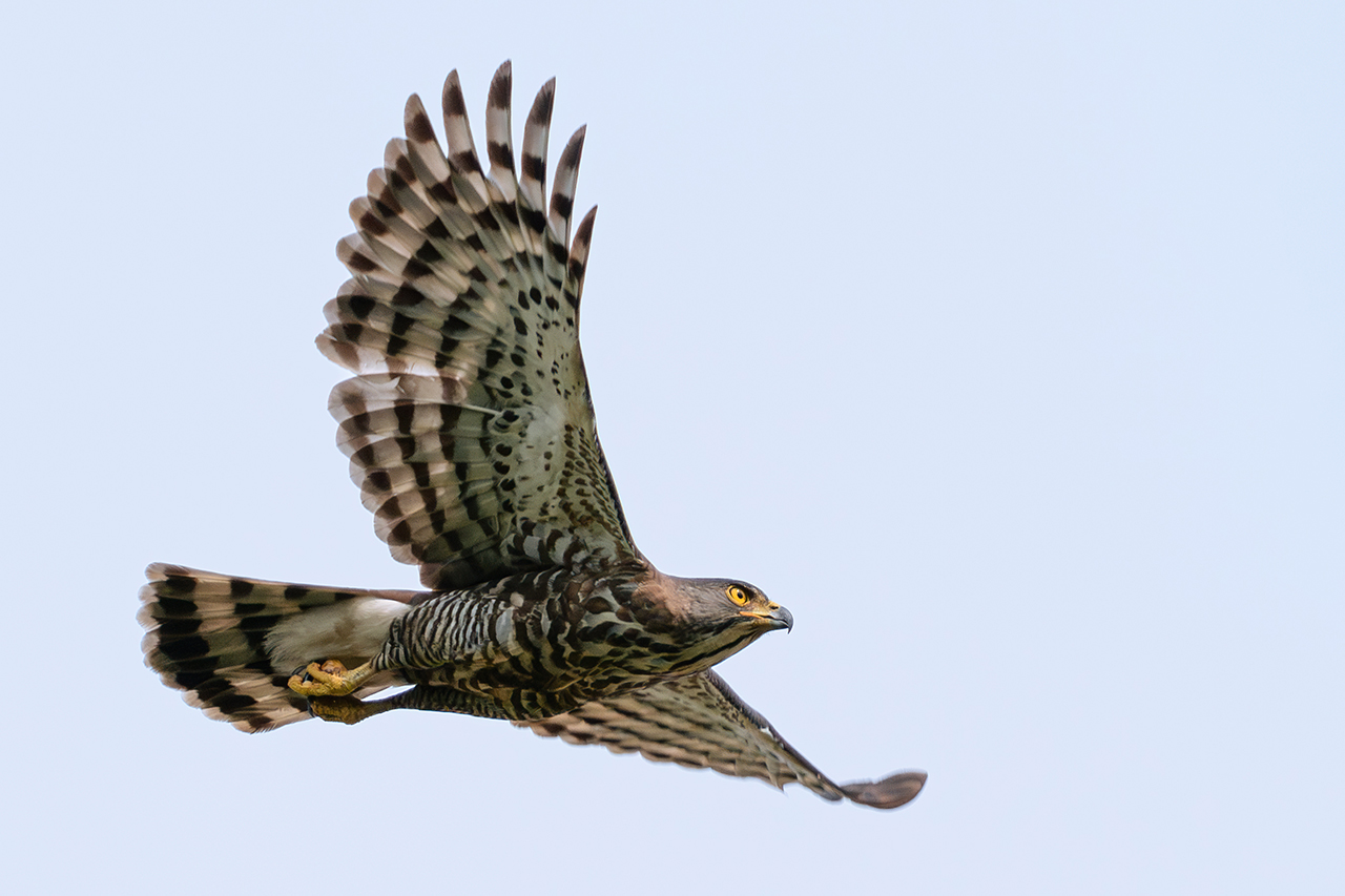 Chasing Feathers with Jason (UNESCO World Heritage Site Edition)