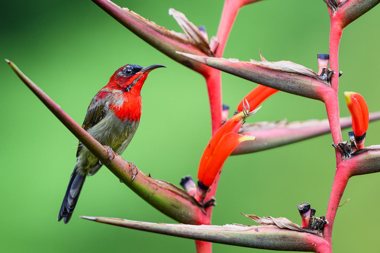Chasing Feathers with Jason (UNESCO World Heritage Site Edition)