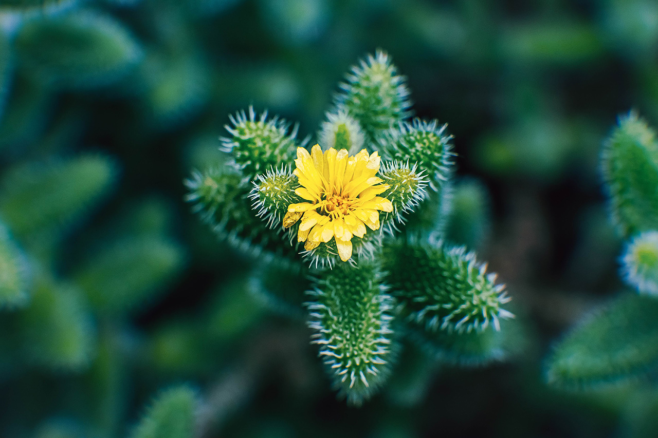 Capturing Living Worlds
